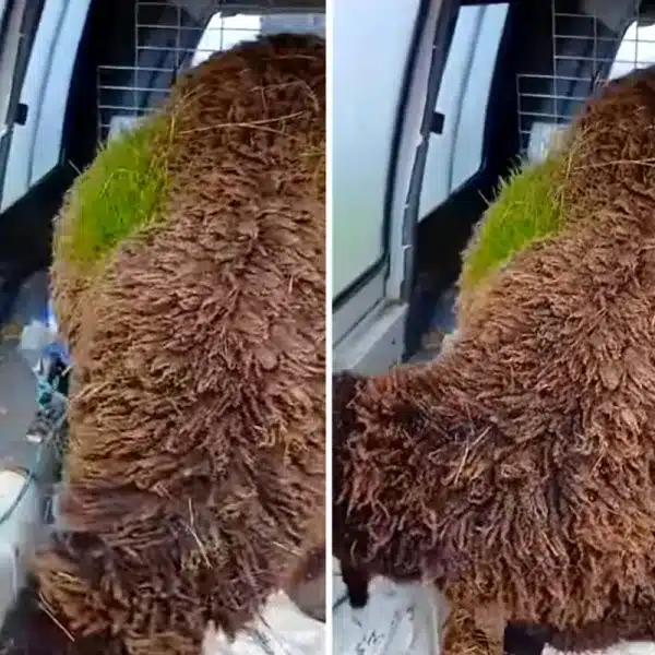 oveja con hierba en la lana