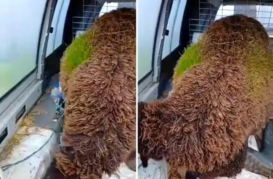 oveja con hierba en la lana