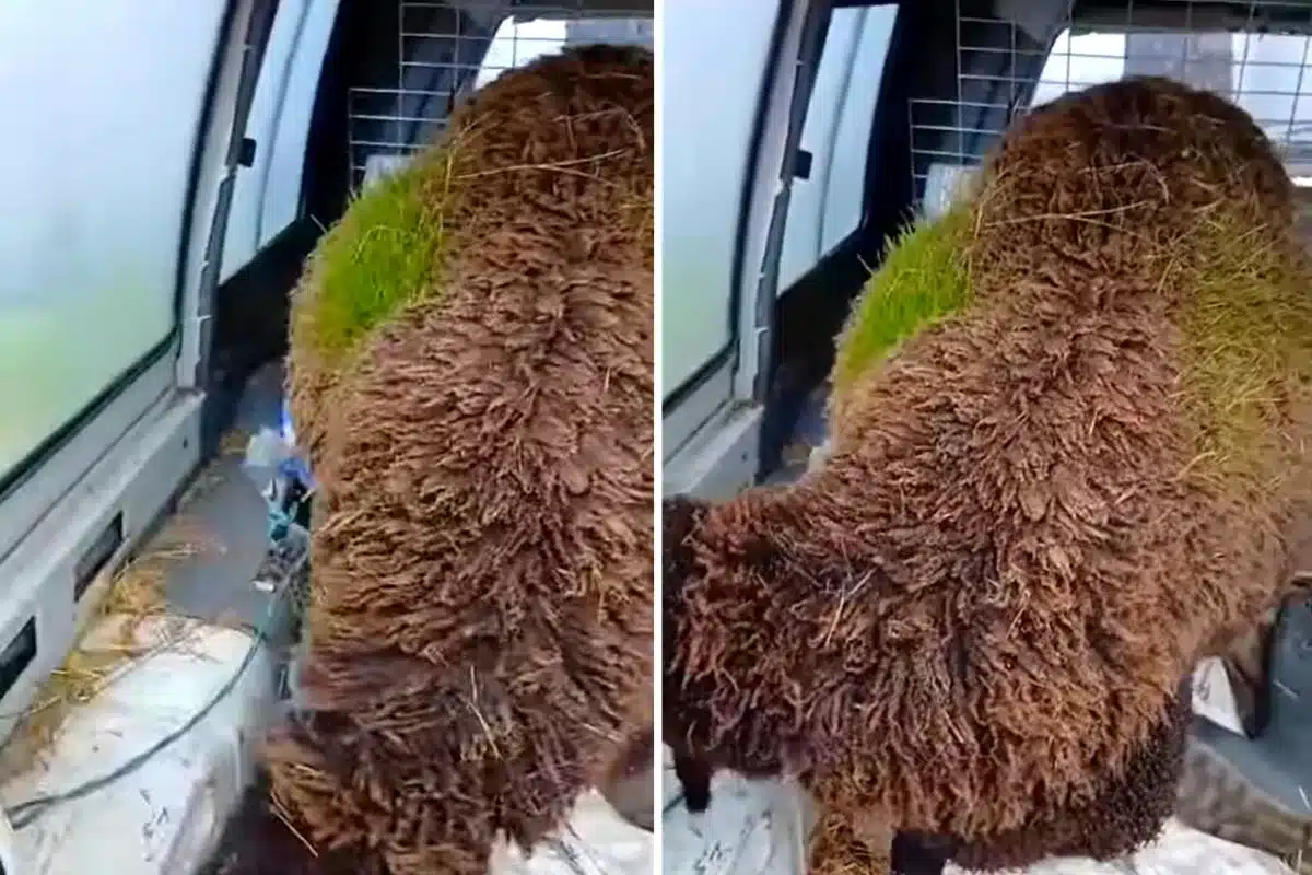 oveja con hierba en la lana