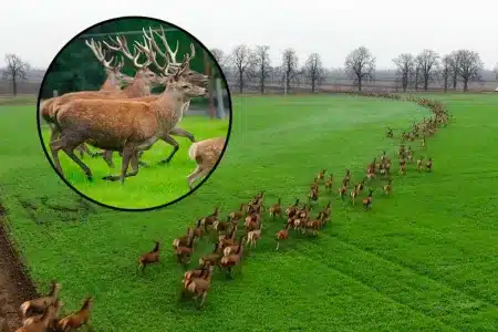 pelota cientos de ciervos
