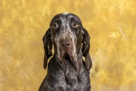 perdiguero de Burgos