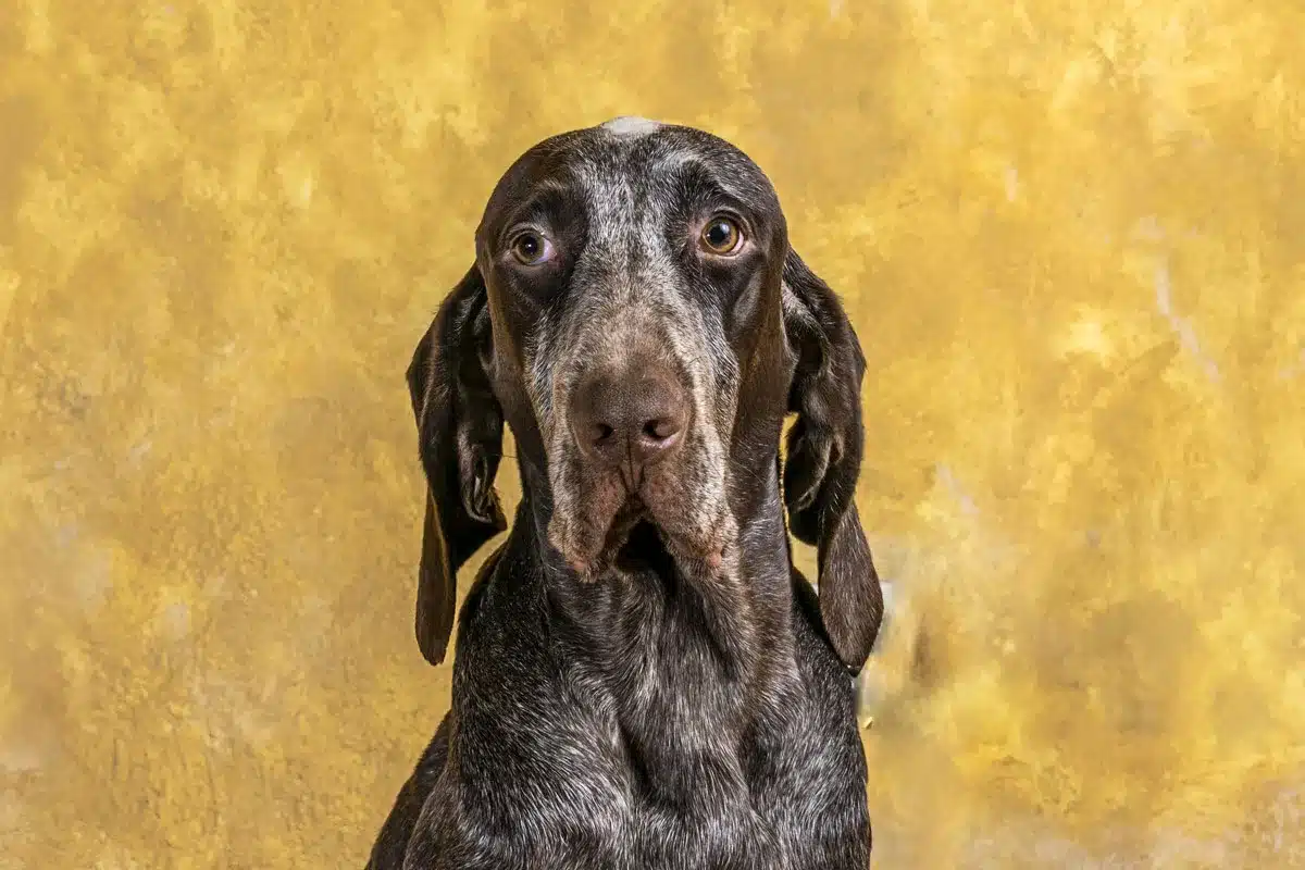 perdiguero de Burgos