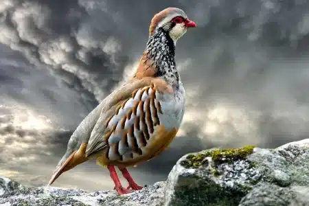 perdiz con reclamo lluvias