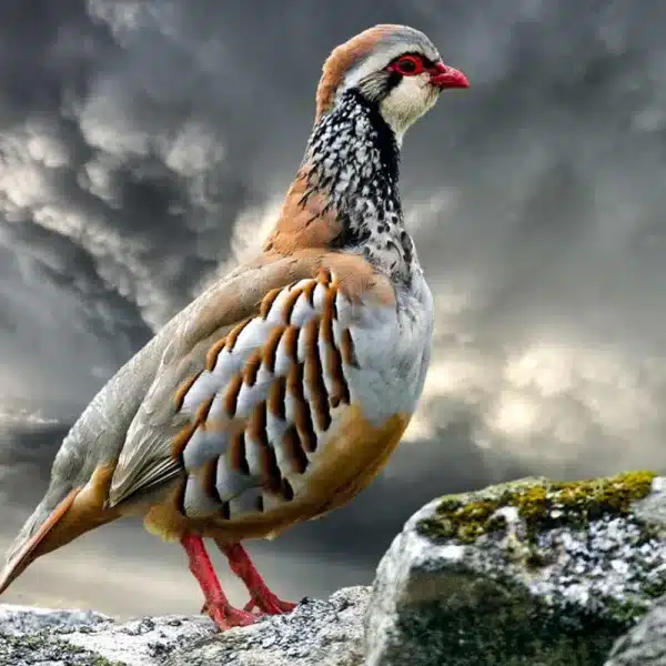 perdiz con reclamo lluvias