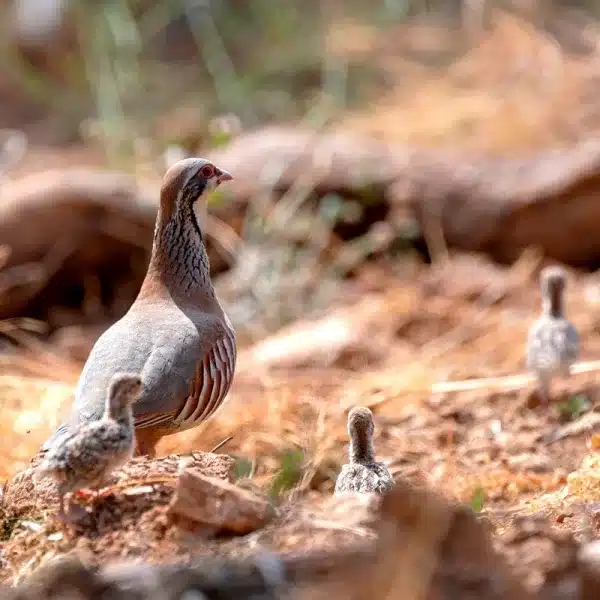perdiz roja pollos