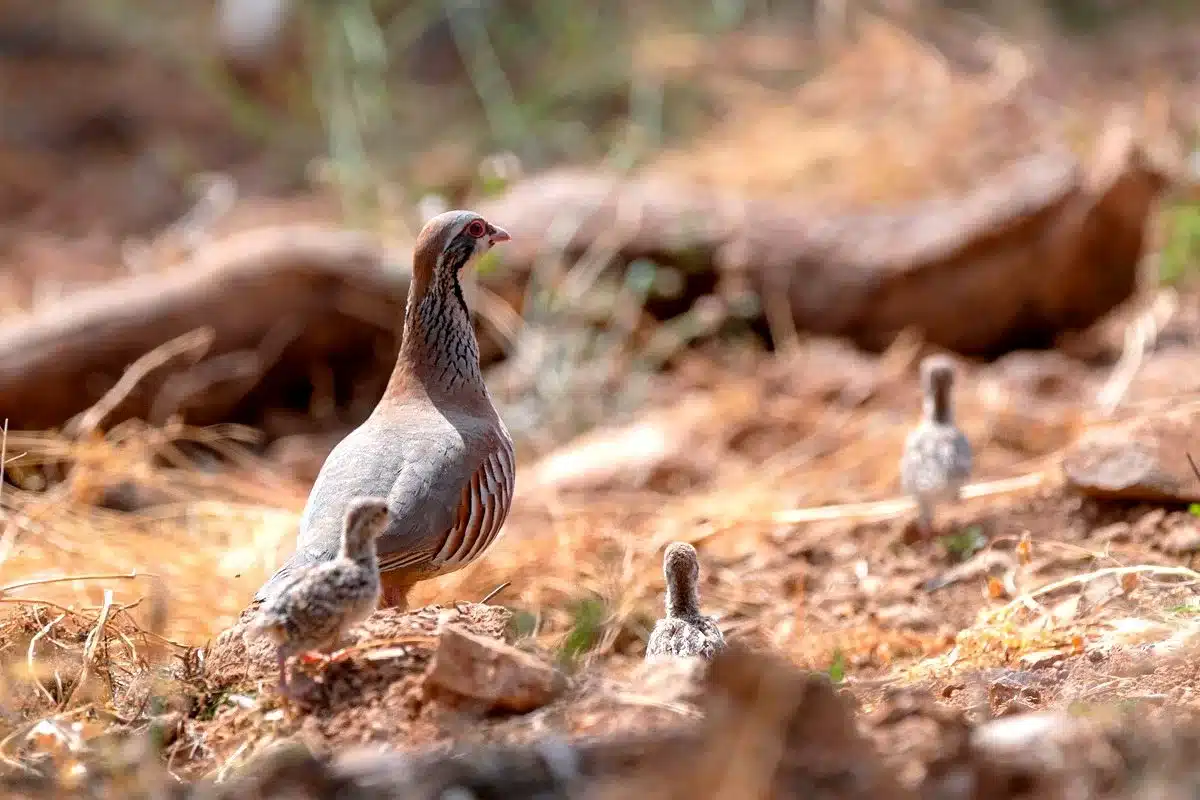 perdiz roja pollos