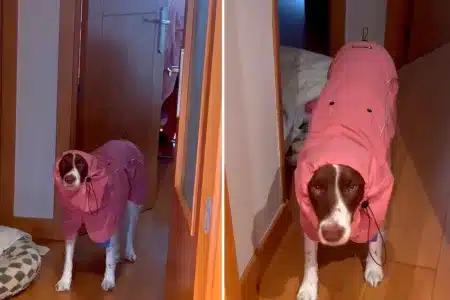 perro de caza chubasquero