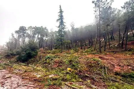 petición cazadores paralización cortas Sierra de Huétor
