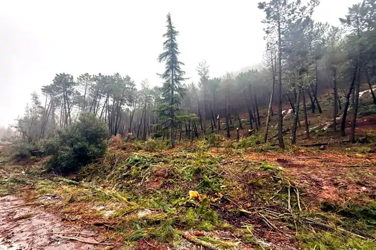 petición cazadores paralización cortas Sierra de Huétor