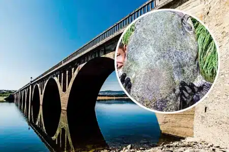 pez capaz comer perro Salamanca