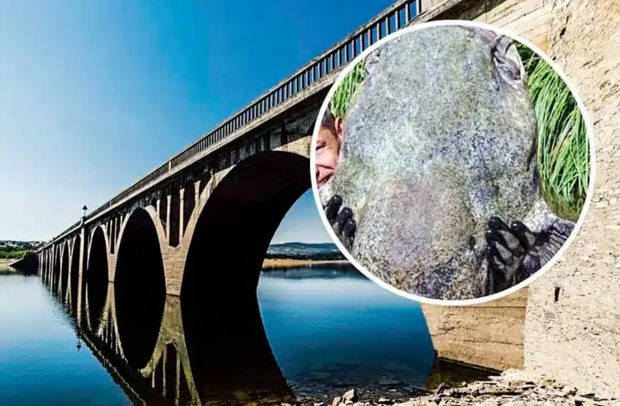 pez capaz comer perro Salamanca