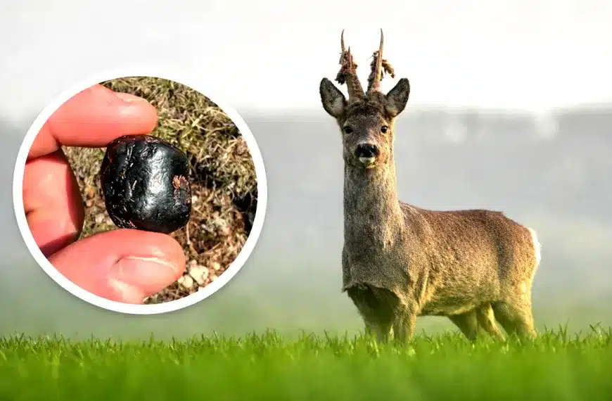 Piedra Bezoar corzo rebeco