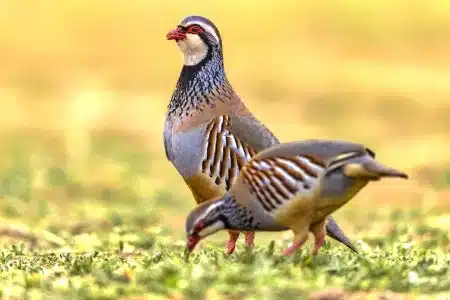 primer capítulo documental La caza sin filtros perdiz roja