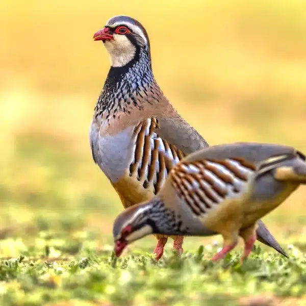 primer capítulo documental La caza sin filtros perdiz roja