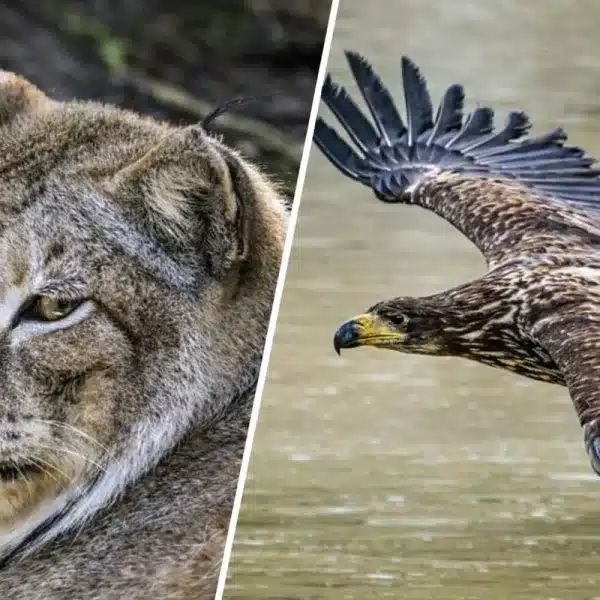 reintroducción lince boreal pigargo ecologistas
