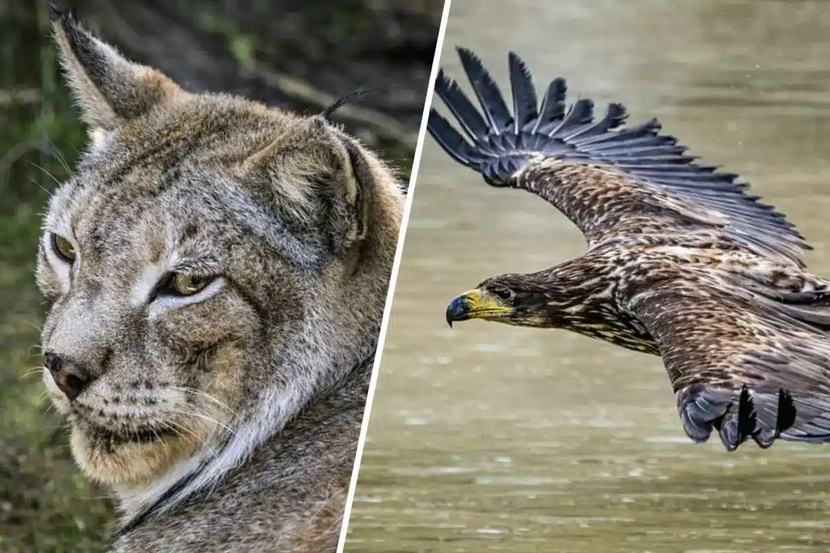reintroducción lince boreal pigargo ecologistas