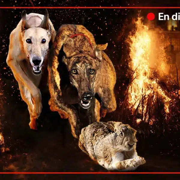 semifinales Campeonato España Galgos en Campo 2026 en directo