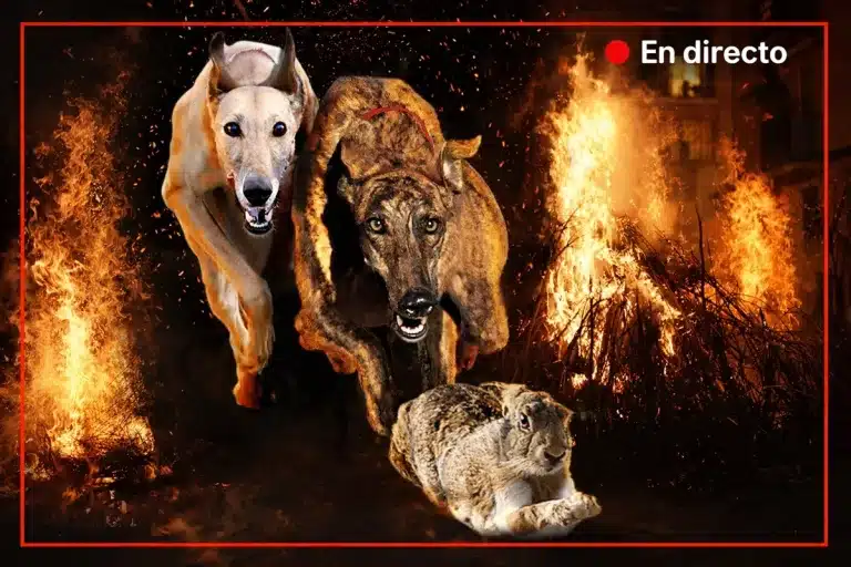 semifinales Campeonato España Galgos en Campo 2026 en directo