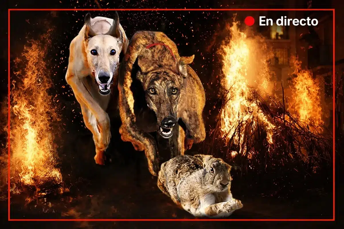 semifinales Campeonato España Galgos en Campo 2026 en directo