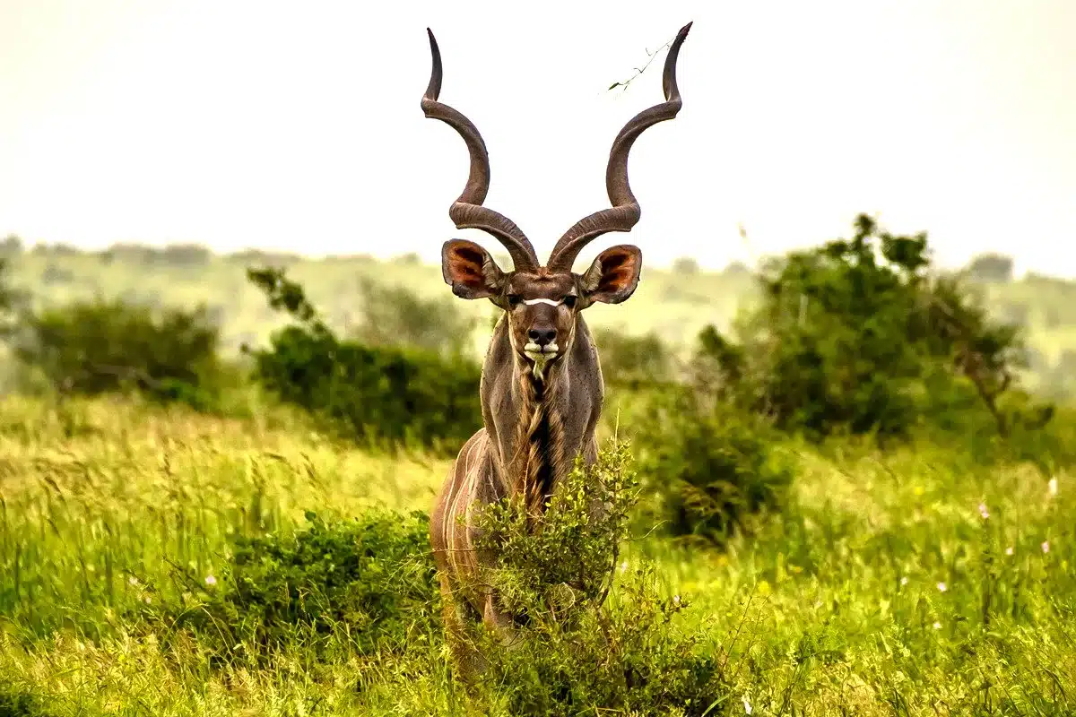 sorteo safari Namibia Blaser Newsletter