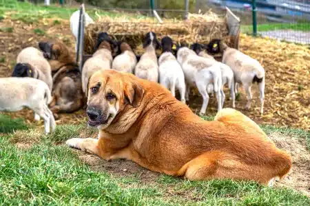 subvención ganado mastines