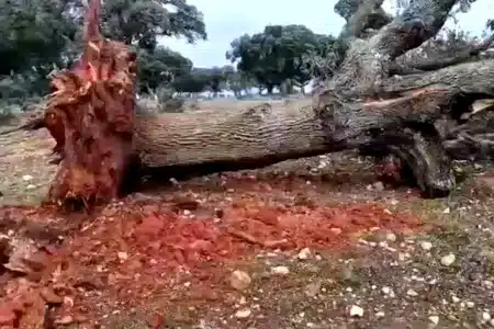 temporal arrasa 60 encinas Salamanca
