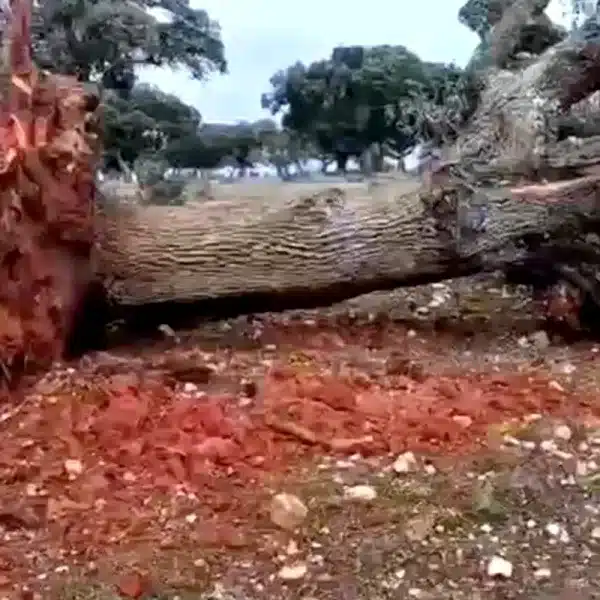 temporal arrasa 60 encinas Salamanca