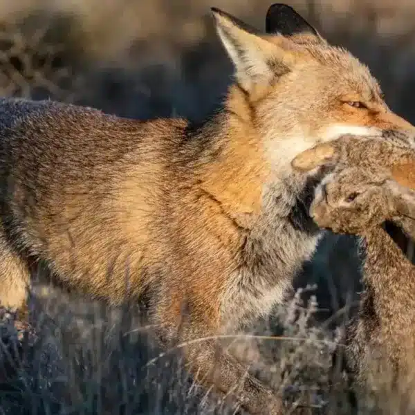 Zorro con un conejo recién cazado. © Shutterstock