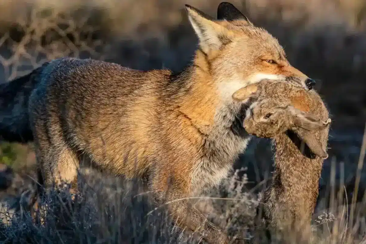 Zorro con un conejo recién cazado. © Shutterstock