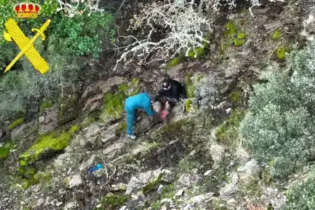 abate ilegalmente cabra montés batida corzo y jabalí