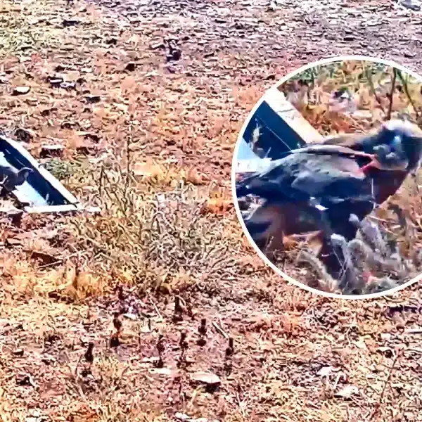 Águila calzada caza pollo de perdiz roja