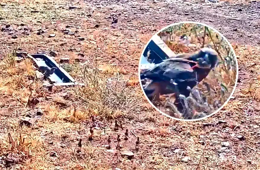 Águila calzada caza pollo de perdiz roja