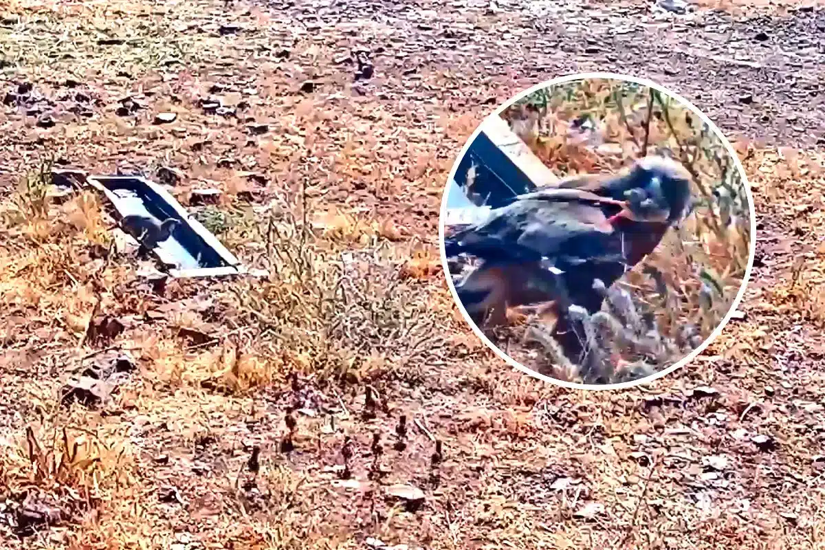 Águila calzada caza pollo de perdiz roja