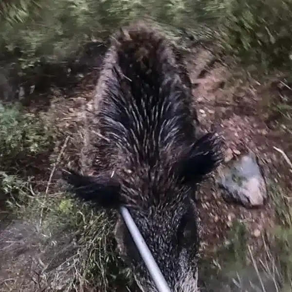 ataque jabalí cazador