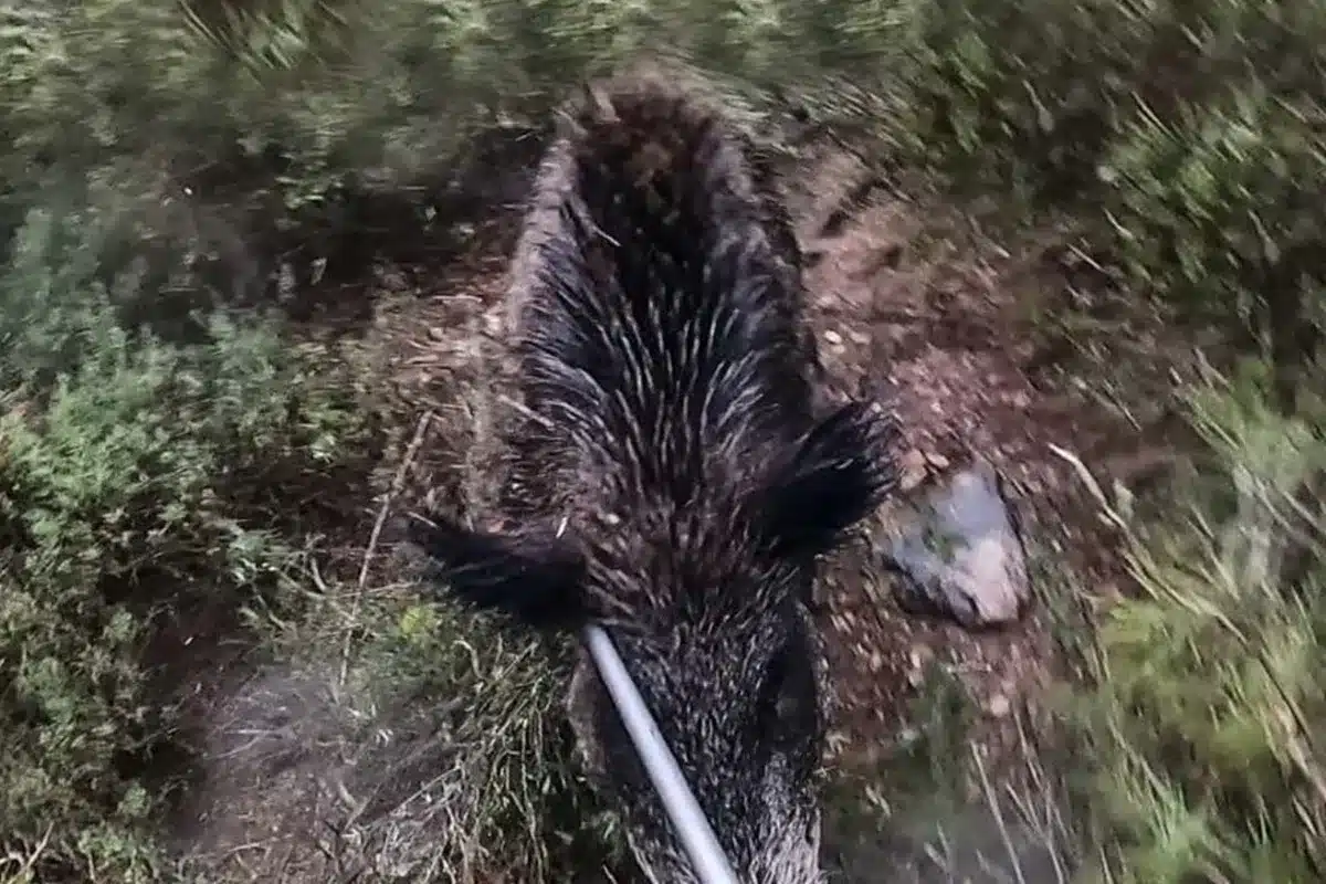 ataque jabalí cazador