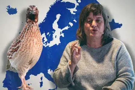 Beatriz Arroyo, miembro del comité científico de SEO/BirdLife y autora del informe español que recomienda restricciones a la caza de la codorniz.