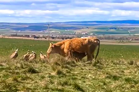 buitres rodean vaca y su ternero