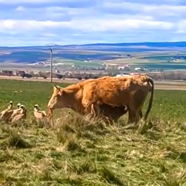 buitres rodean vaca y su ternero