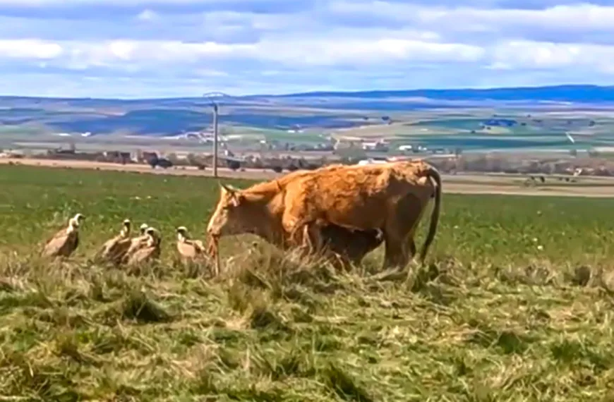 buitres rodean vaca y su ternero