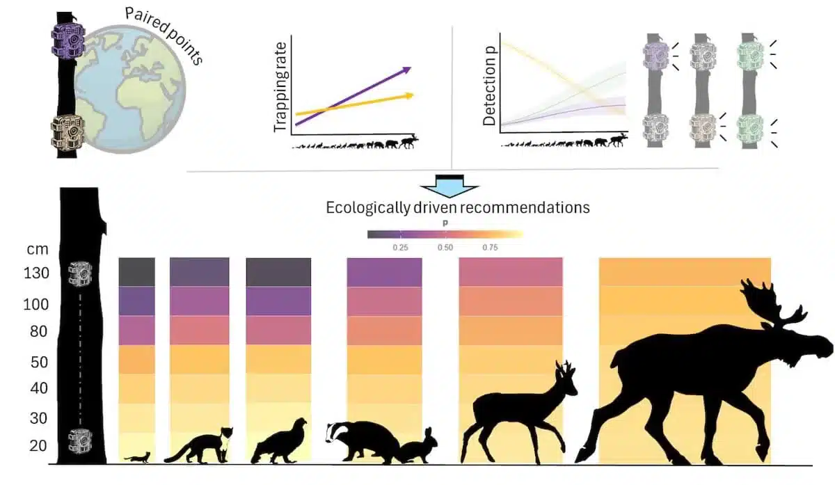 Resumen gráfico del trabajo de investigación.