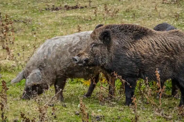 cerdo y jabalí