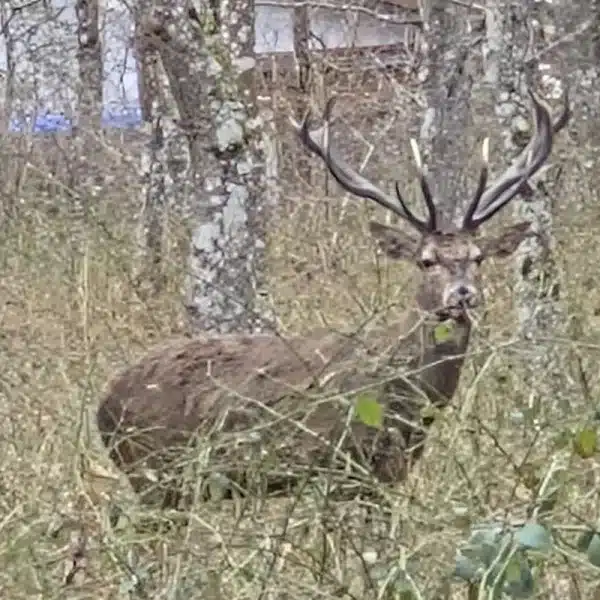 Uno de los ciervos. © Noticias de Álava