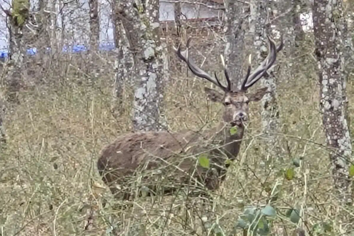 Uno de los ciervos. © Noticias de Álava