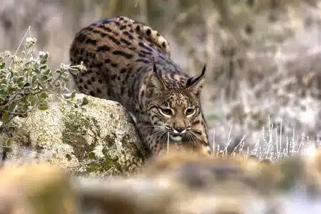 comportamiento hembras lince Toledo