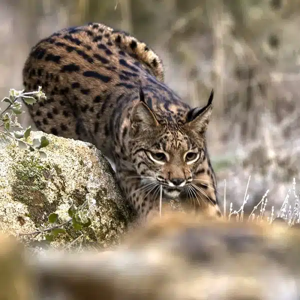 comportamiento hembras lince Toledo