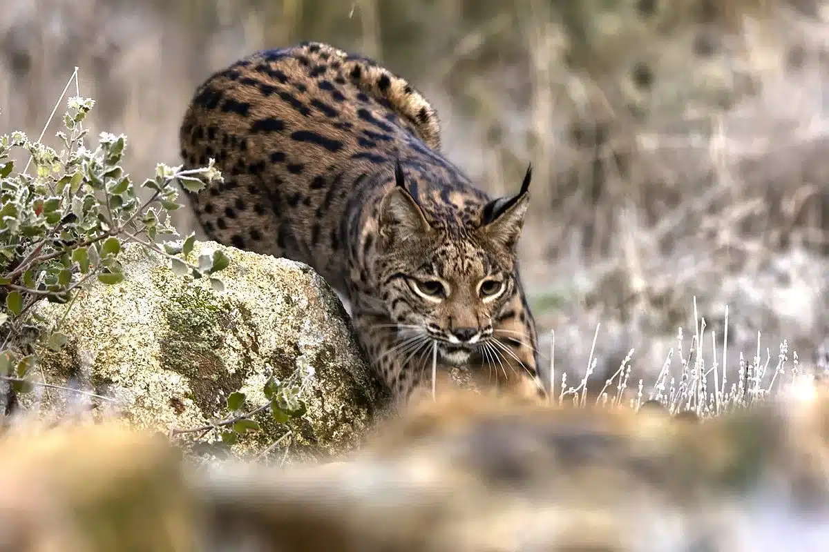comportamiento hembras lince Toledo