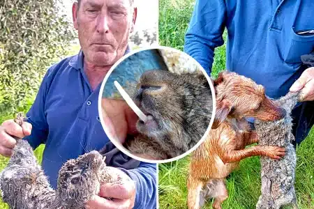 Chato Torres muestra el curioso conejo. © Jonathan Torres