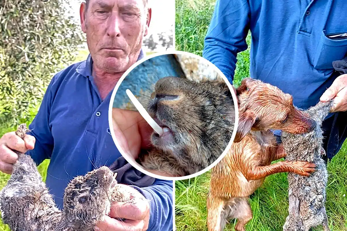 Chato Torres muestra el curioso conejo. © Jonathan Torres