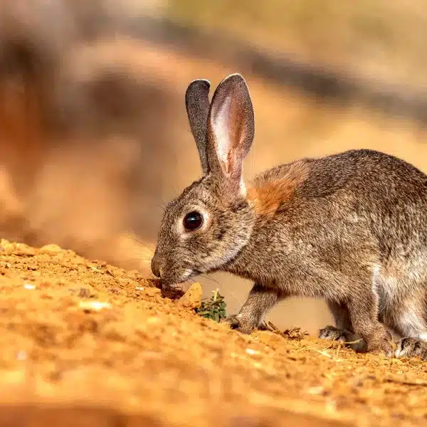 conejo emergencia cinegética