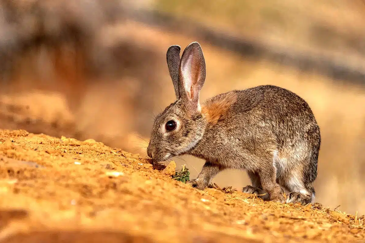 conejo emergencia cinegética